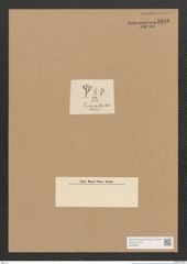 Schizonema sp. (de-Toni-Nr.: Genus 20) Zeichnungen Sammlung Grunow Nr. 2325 (NHMW-BOT-W0369451)